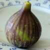 1 figue ficus carica cavalière