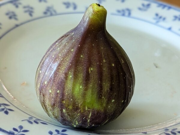 1 figue ficus carica cavalière