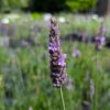 lavandin Sensational en fleurs