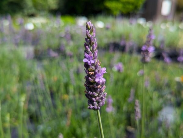 lavandin Sensational en fleurs