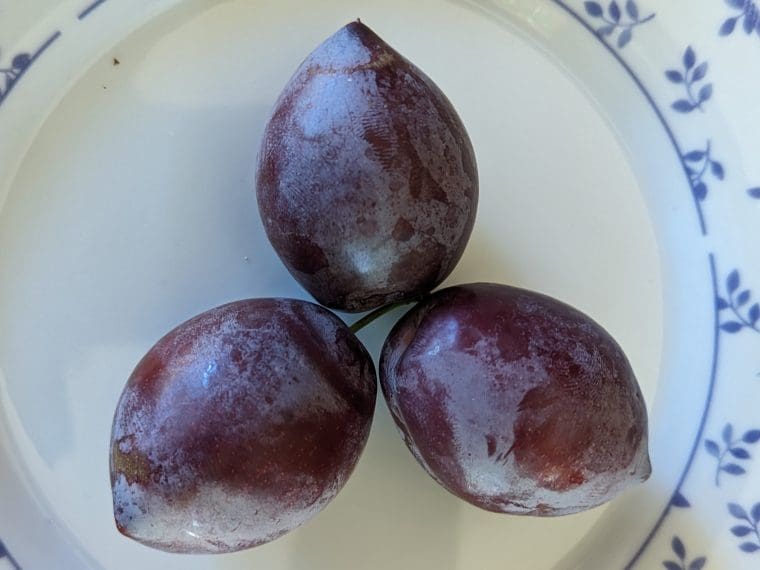 prune-pointue-3-9-23
