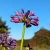 jolie fleur violette d'une agapanthe purple delight sur fond de ciel bleu