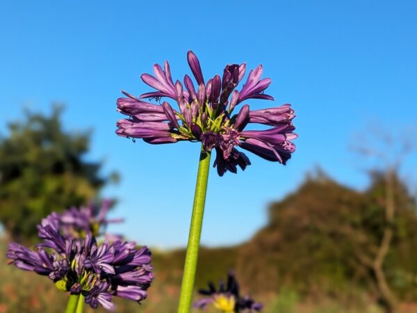 jolie fleur violette d'une agapanthe purple delight sur fond de ciel bleu