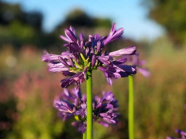 agapanthus-purple-delight-25-7-6