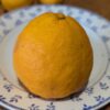 Tangelo Mapo est un fruit jaune de la taille d’un pomelo, avec les saveurs de mandarine