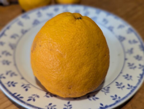 Tangelo Mapo est un fruit jaune de la taille d’un pomelo, avec les saveurs de mandarine