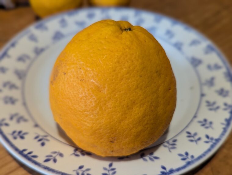 citrus-tangor-mapo-26-1