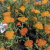 Achillea millefolium Feuerland : un superbe couvre sol pour jardin sec, fleurs orange vif, remontant.