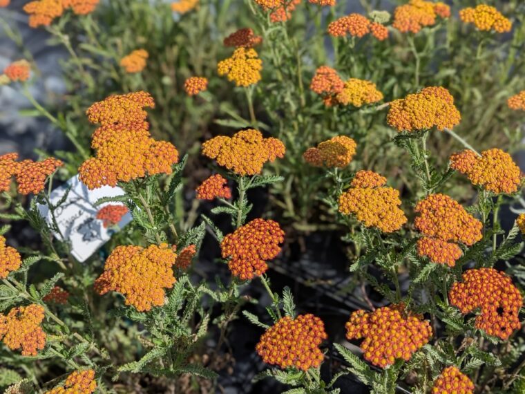 Achillea-feuerland-26-6