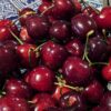 plein de cerises Chudo Vishna
