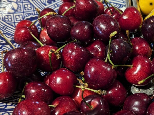 plein de cerises Chudo Vishna