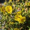 halimium calycinum
