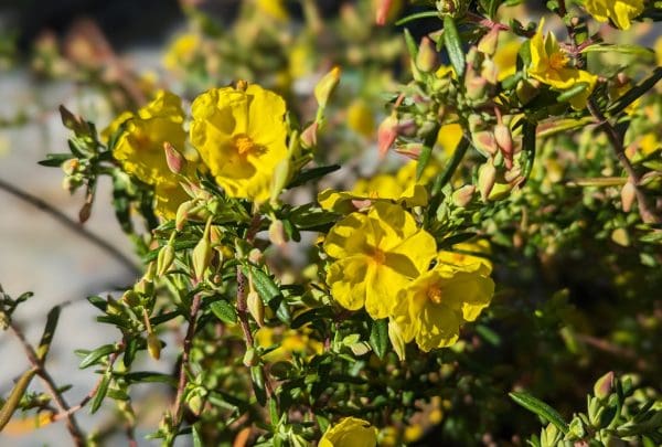 halimium calycinum