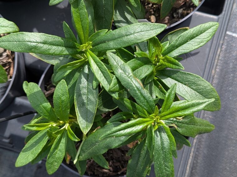 cistus-ladanifer-5-25