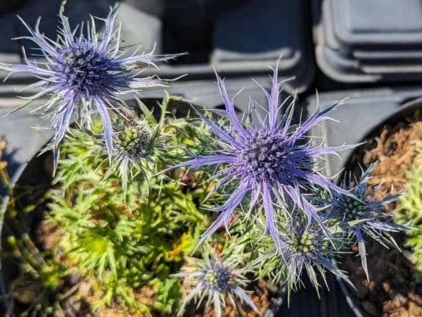 eryngium planum à fleurs bleues
