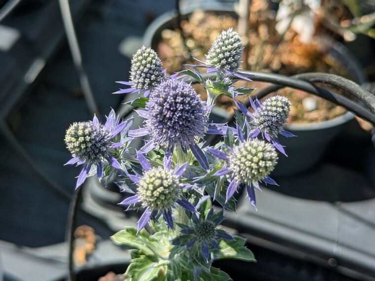 eryngium-planum-grumpy