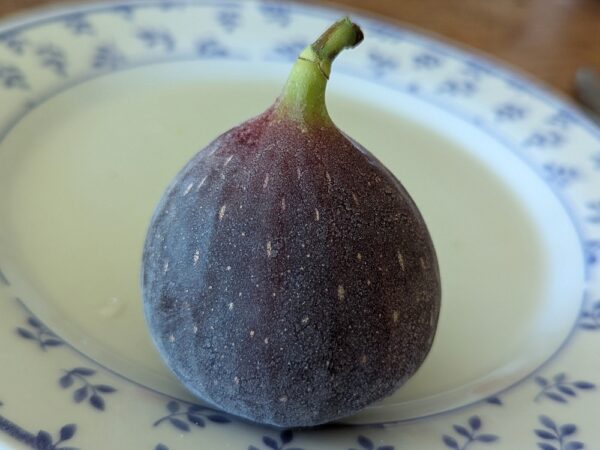 une belle figue mûre d'un ficus carica black jack
