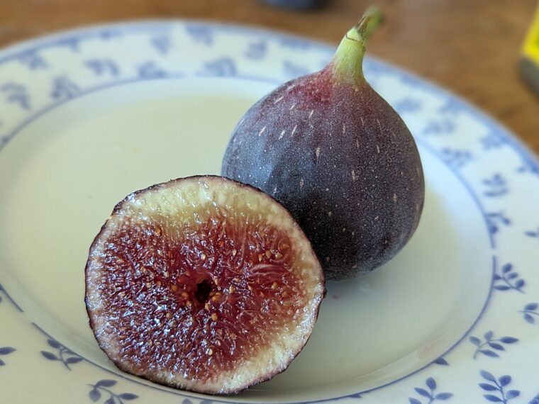 ficus-carica-black-jack-open-25-23-8
