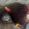 2 figues I 258, une très mûre, l'autre un peu moins mûre