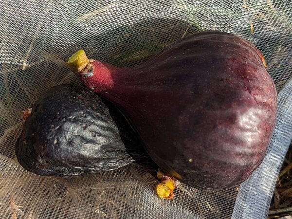 2 figues I 258, une très mûre, l'autre un peu moins mûre