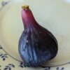une figue mûre du figuier italien I258 posée sur une assiette
