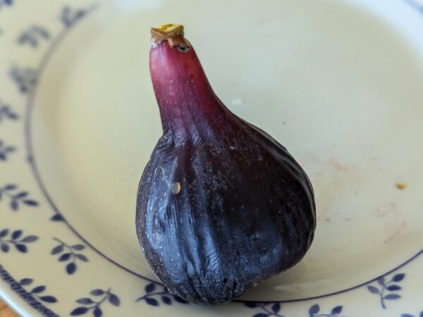 une figue mûre du figuier italien I258 posée sur une assiette