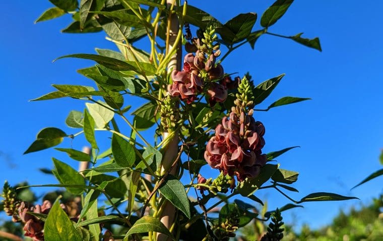 glycine-tubereuse