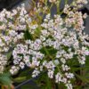 floraison de goniolimon tataricum (toutes petites fleurs blanches)