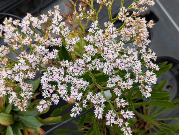 floraison de goniolimon tataricum (toutes petites fleurs blanches)