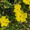 Halimium en fleurs, pétales jaunes