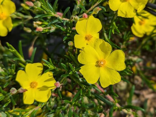 Halimium en fleurs, pétales jaunes
