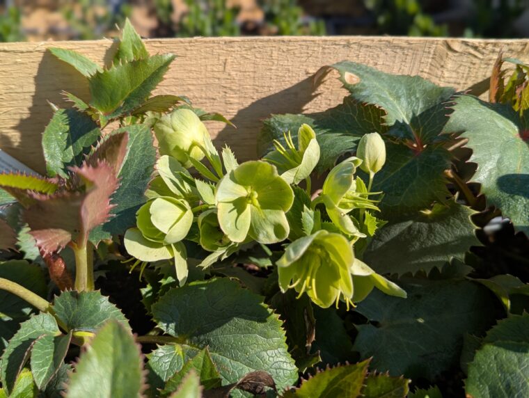 helleborus-argutifolius-en-fleur