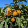 Branche de néflier du Japon Tanaka avec plusieurs fruits orangé dessus