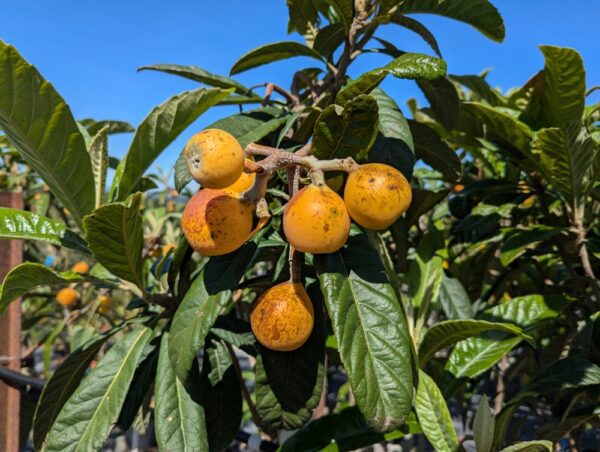 Branche de néflier du Japon Tanaka avec plusieurs fruits orangé dessus