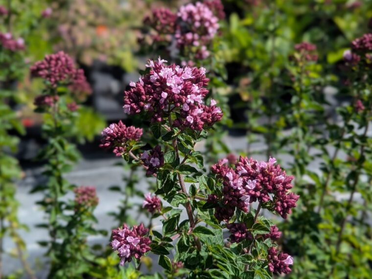 origanum-gentil-breeze-26-6-3