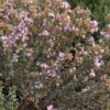 thym compact en fleurs