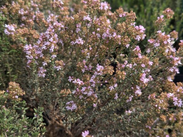 thym compact en fleurs
