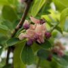 fleur d'akebia creamform