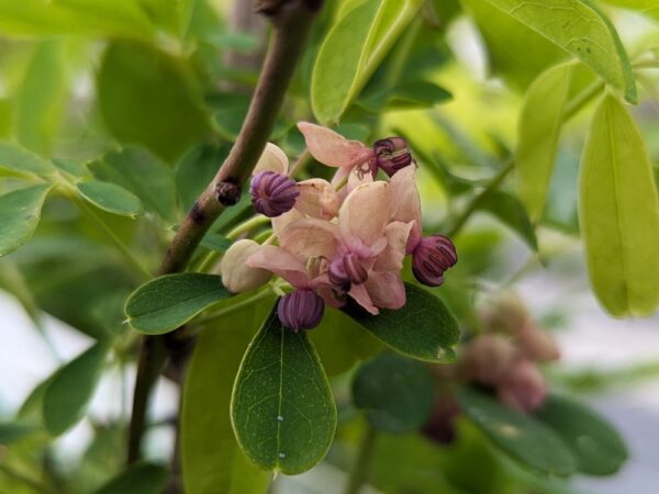 fleur d'akebia creamform