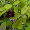 fleur d'akebia trifoliata et des feuilles