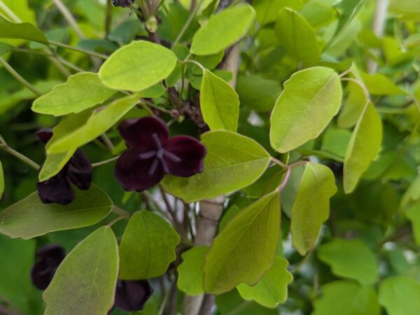 fleur d'akebia trifoliata et des feuilles
