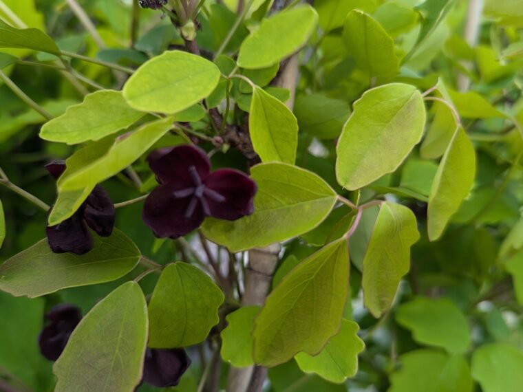 akuebia-pentaphylla