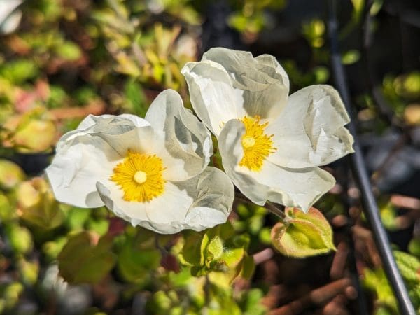 cistus salvifolia
