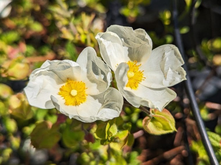 cistus-salvifolia-24-5-2