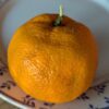 un citsats jaune-orange sur une assiette