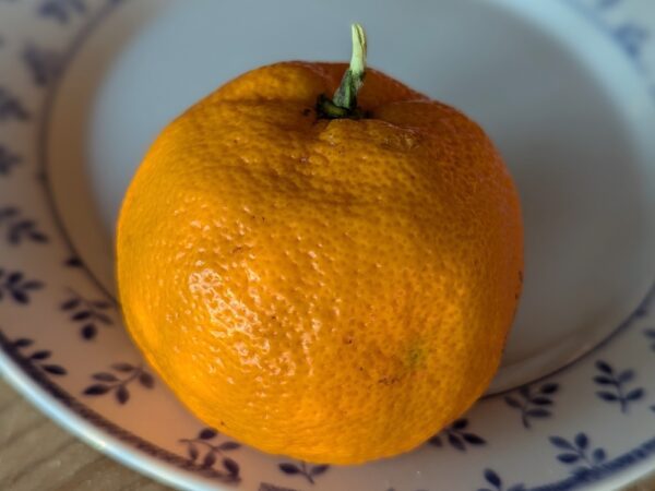 un citsats jaune-orange sur une assiette