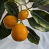 Branche feuillue avec trois kumquats ronds de couleur orange