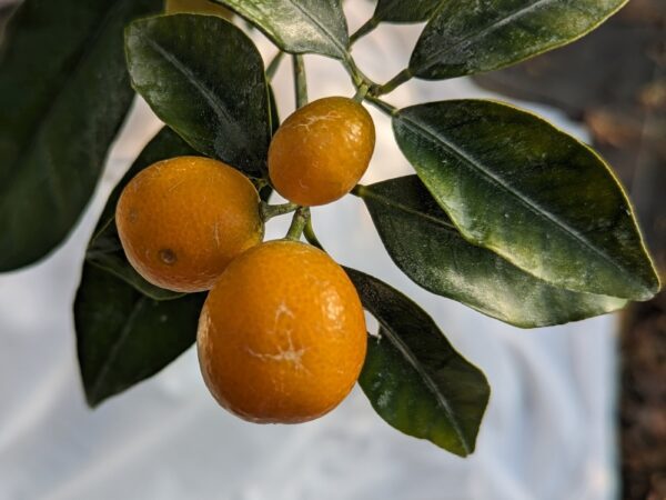 Branche feuillue avec trois kumquats ronds de couleur orange