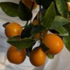 branche feuillue avec plusieurs kumquats ronds