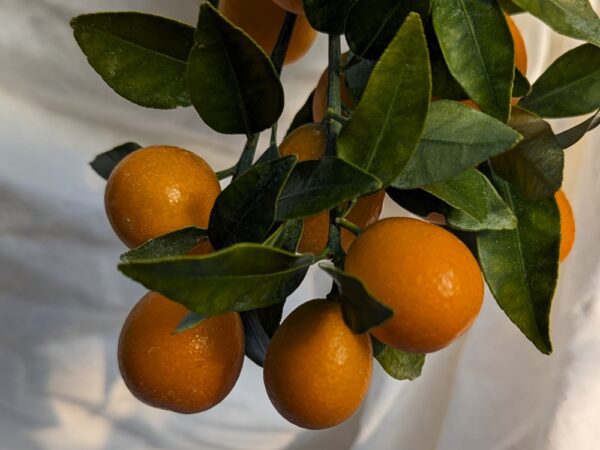 branche feuillue avec plusieurs kumquats ronds